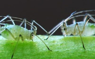 Što su lisne uši (Aphids)?