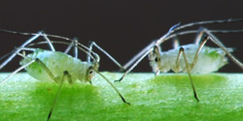 Što su lisne uši (Aphids)?