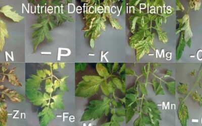 Uloga magnezija (Mg) i kalcija (Ca) u biljkama