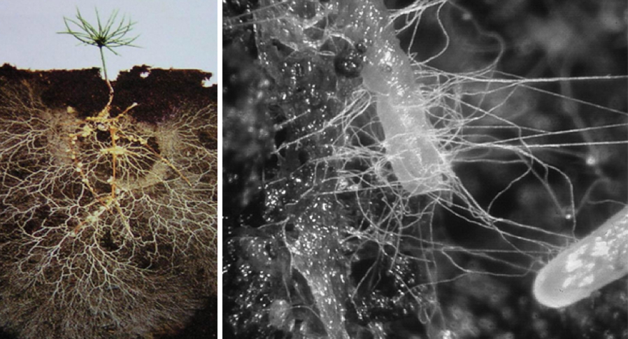 Mikoriza i Trichoderma_ Simbioza korisna za rast biljaka